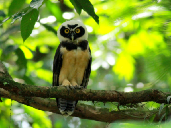 Un Global Big Day en el corazón  del Piedemonte Caribeño&nbsp;Costarricense