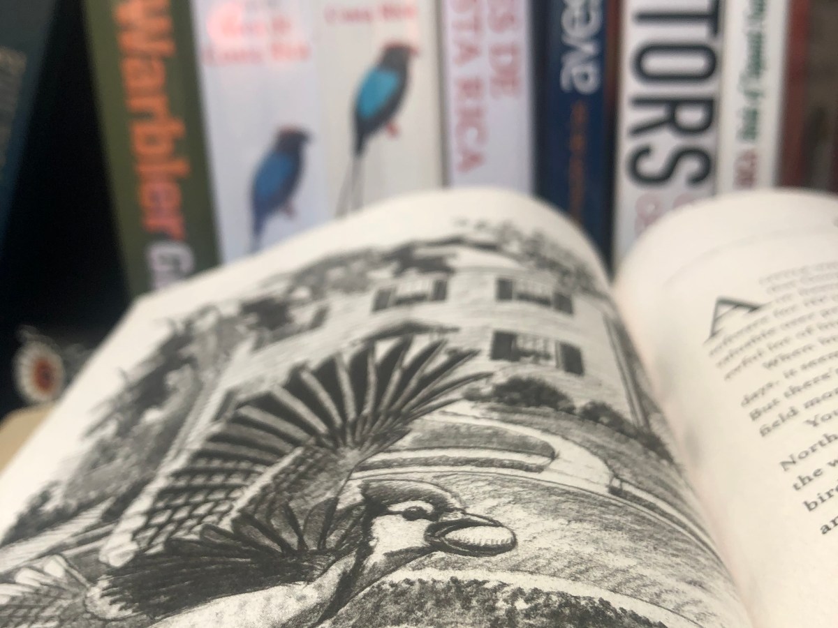Una biblioteca llena de plumas: 50 libros recomendados sobres&nbsp;aves