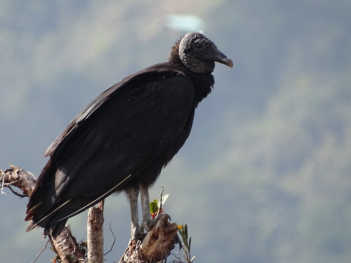¿Los Zopilotes son aves&nbsp;sagradas?