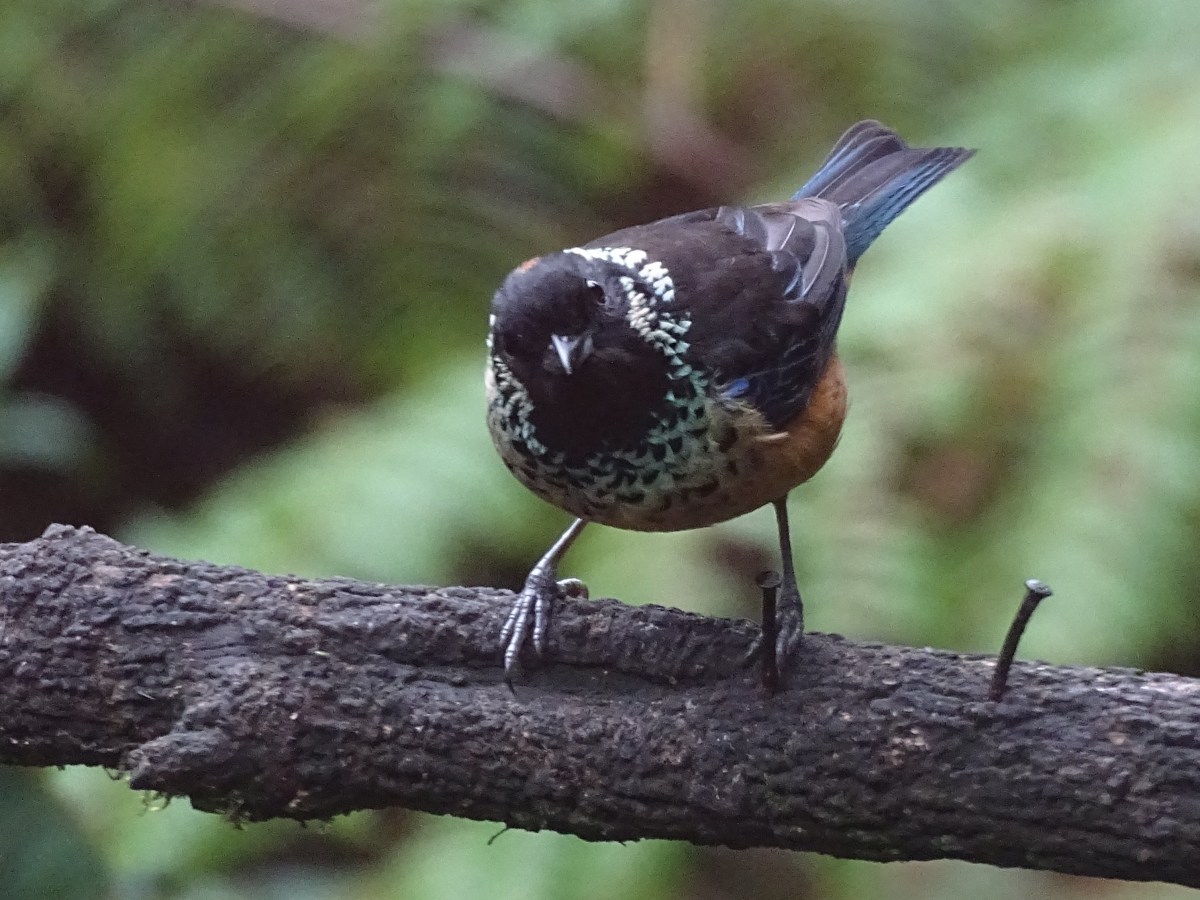 Un Global Big Day desde la “Casa de las&nbsp;Aves”