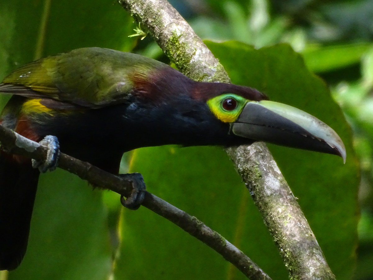 Fantasmas y leyendas: las aves más buscadas de Costa&nbsp;Rica
