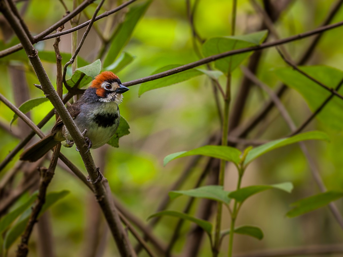 El Rey del&nbsp;Cafetal