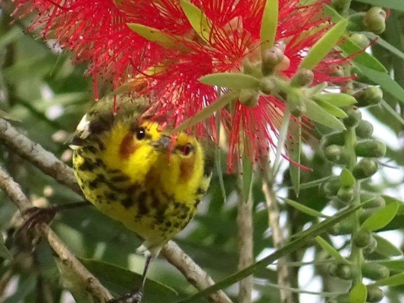 Aves mochileras e historias de&nbsp;migraciones