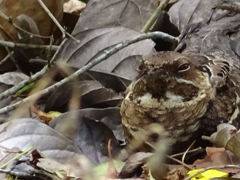 ¿Un ave que pierde a las&nbsp;personas?