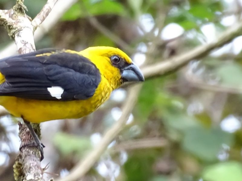 ¿Cómo fue pajarear en el&nbsp;2020?