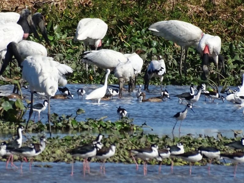 Las potenciales nuevas especies de aves para Costa&nbsp;Rica