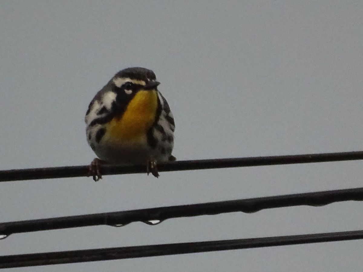 Dos aves sorpresa en Tortuguero y mucha ciencia&nbsp;ciudadana