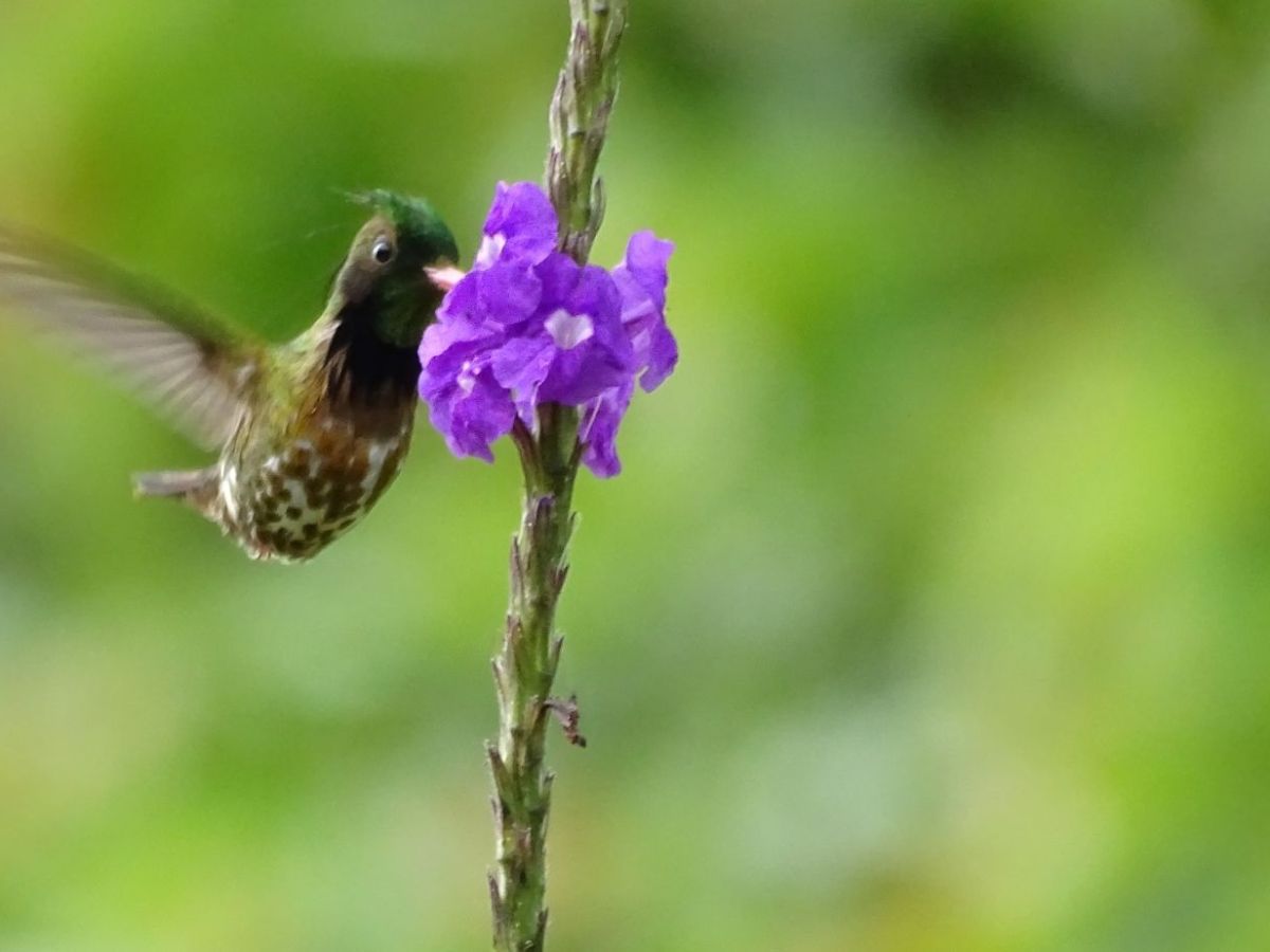 El jardín de las 500 especies de&nbsp;aves