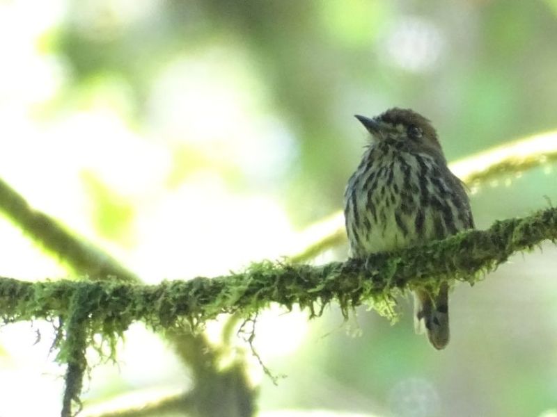 Este 2021 apunta a ser uno de los mejores años de&nbsp;birding