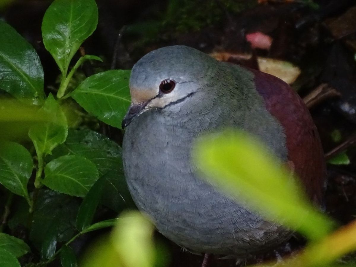 Las aves que llevan a Costa Rica como referencia en sus&nbsp;nombres