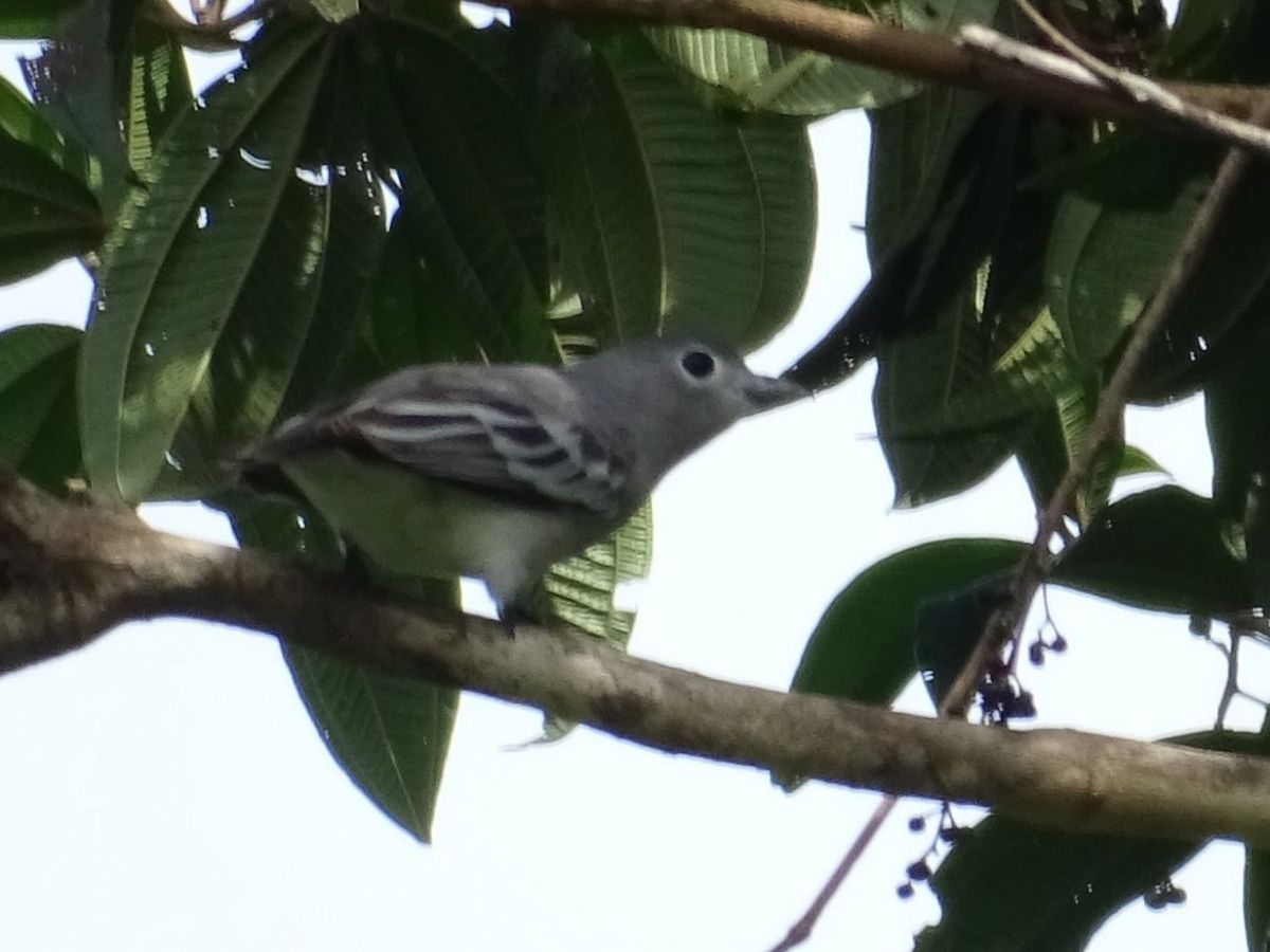 Un conteo de aves lleno de sorpresas e&nbsp;inspiración