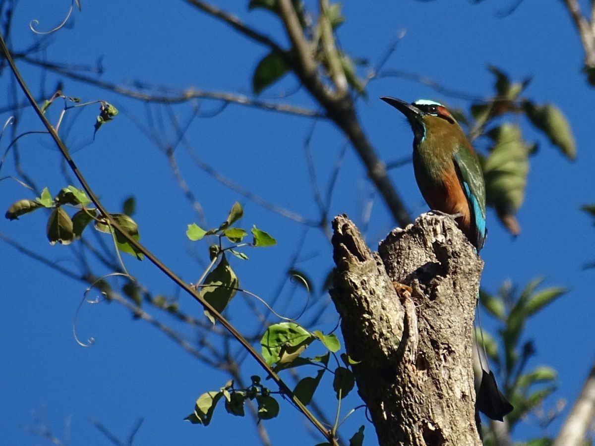 El primer conteo de aves del&nbsp;año