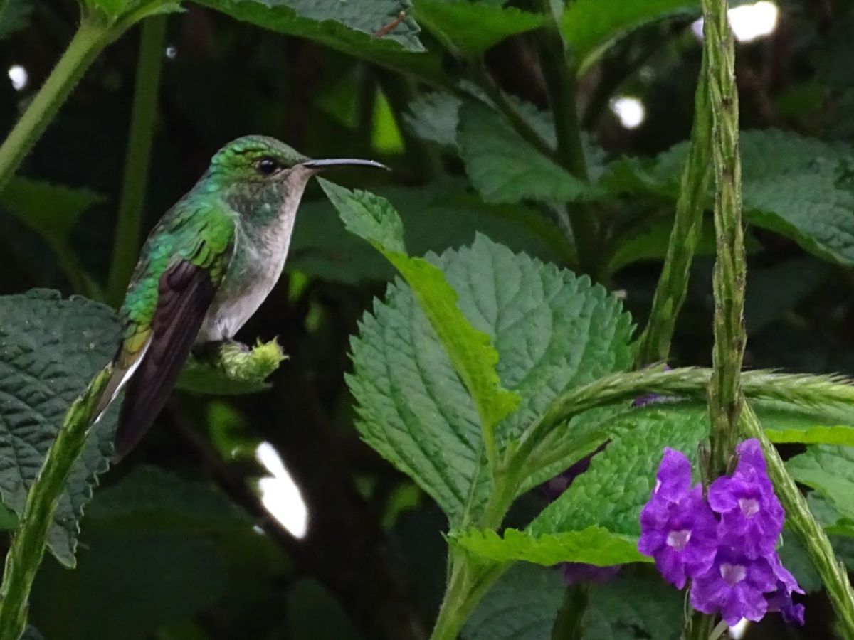 ¿Cuáles son las aves únicas para Costa&nbsp;Rica?