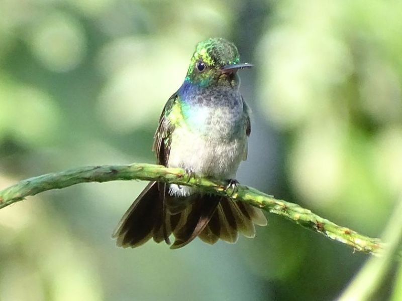 La magia de volver a los conteos navideños de&nbsp;aves