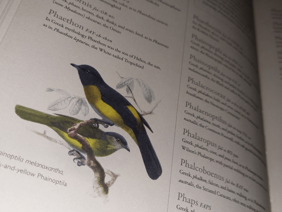 Una biblioteca llena de plumas (Parte&nbsp;2)