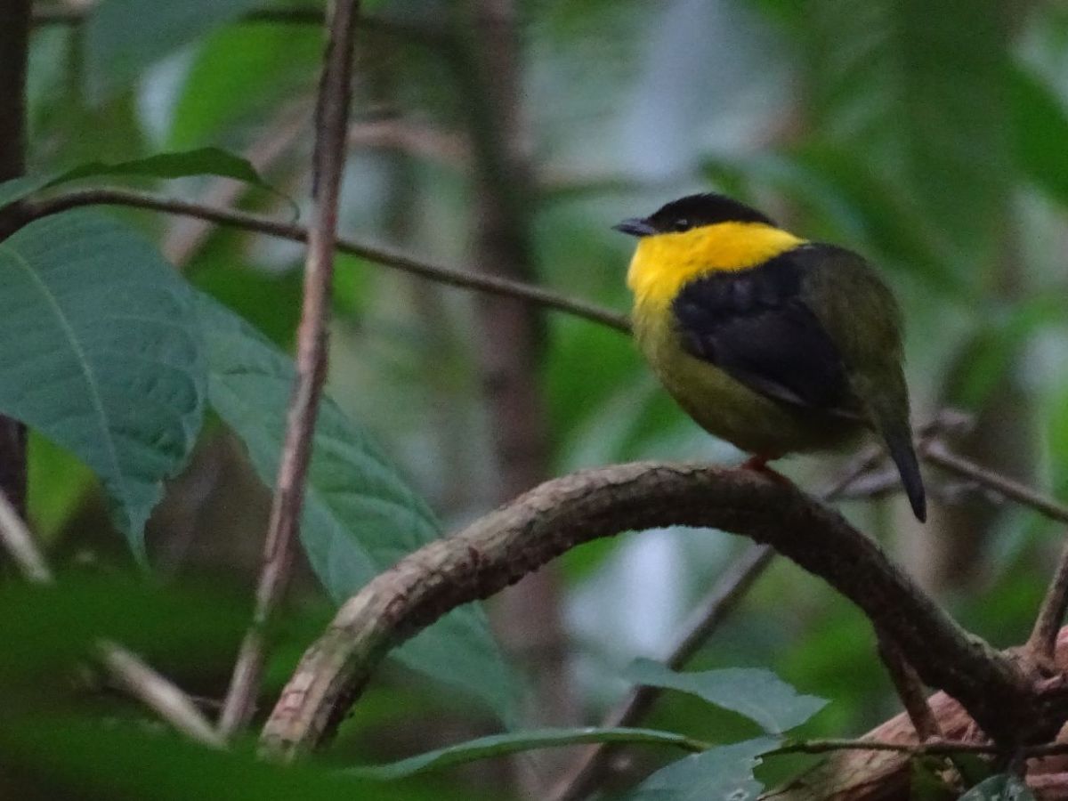 Crónicas de Panamá: Mi primer lifer en el&nbsp;extrajero