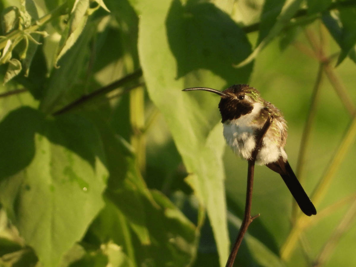 Crónicas de México: Veracruz Río de Rapaces y Matracas (Parte I&nbsp;)