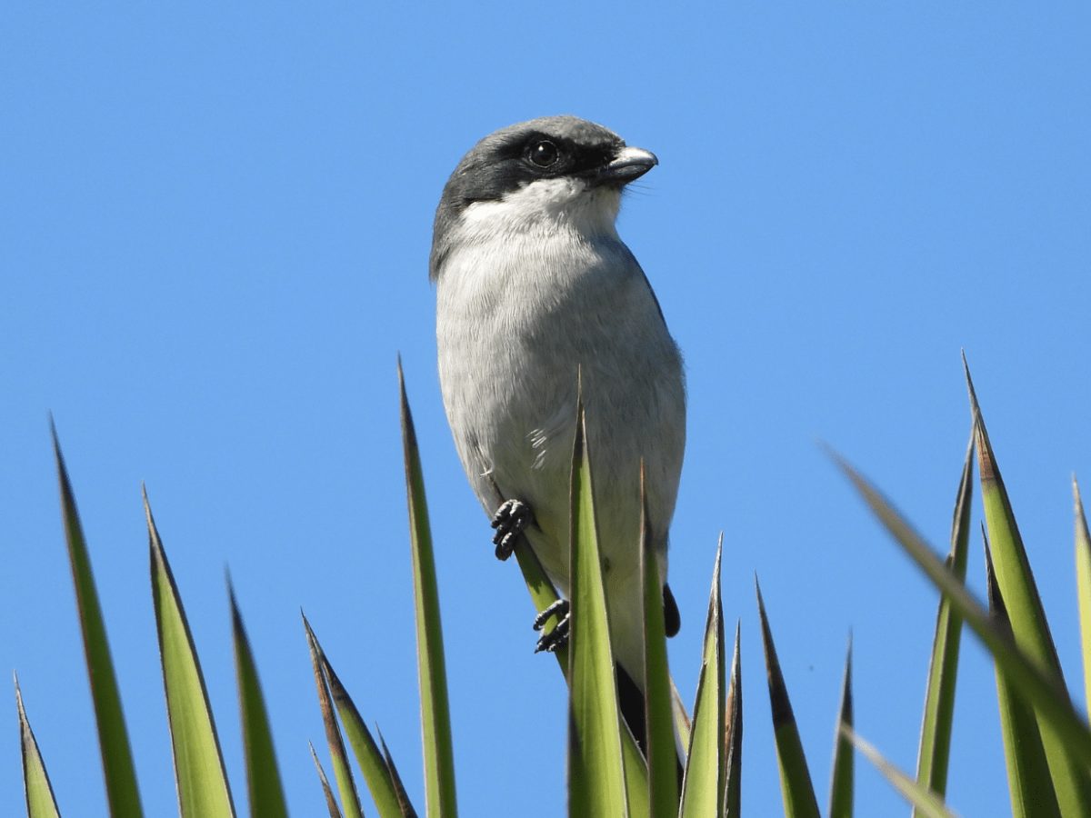 Crónicas de México: Bosques singulares y una gema roja (Parte&nbsp;II)